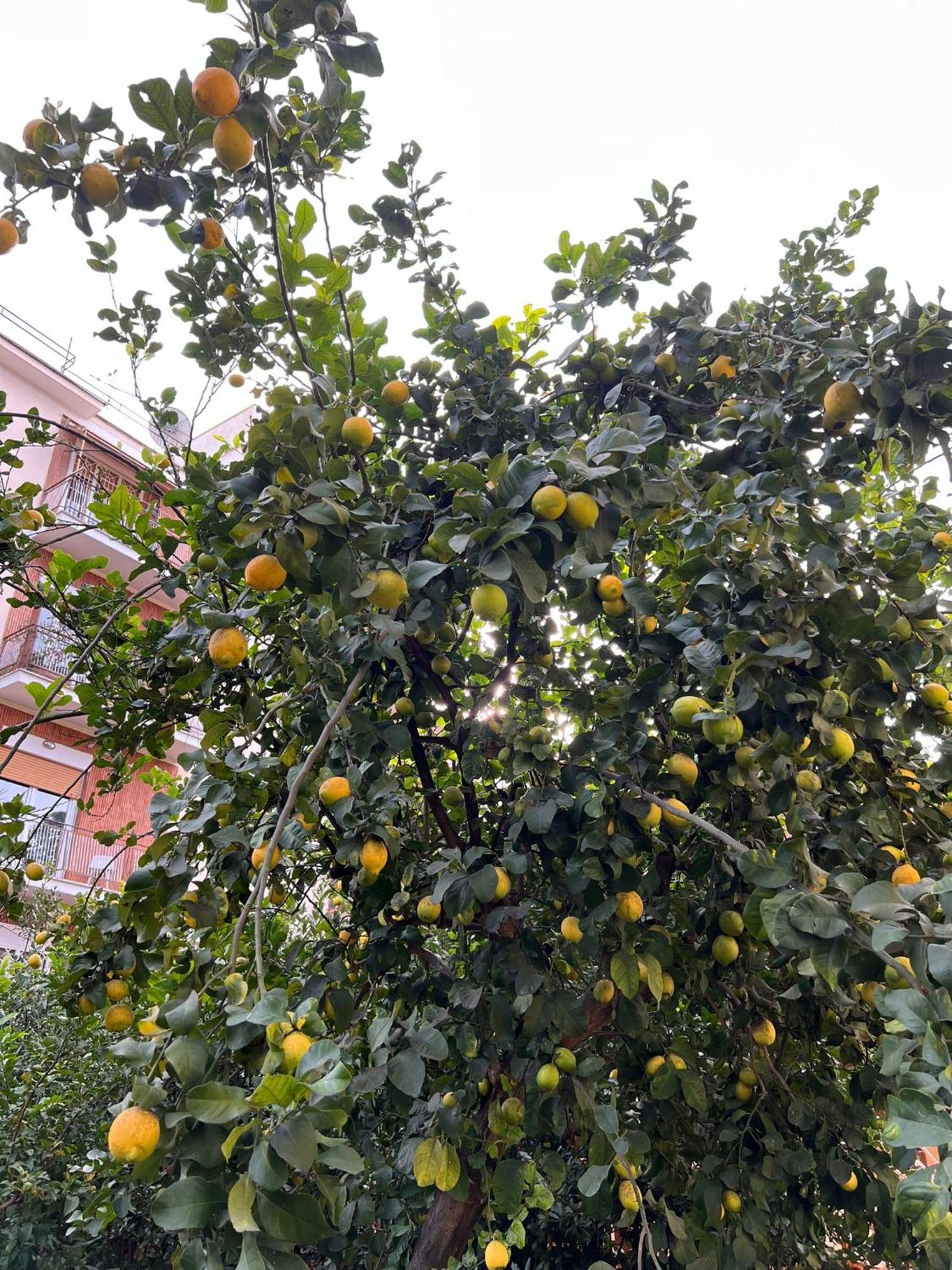 Green Park San Pancrazio روما المظهر الخارجي الصورة